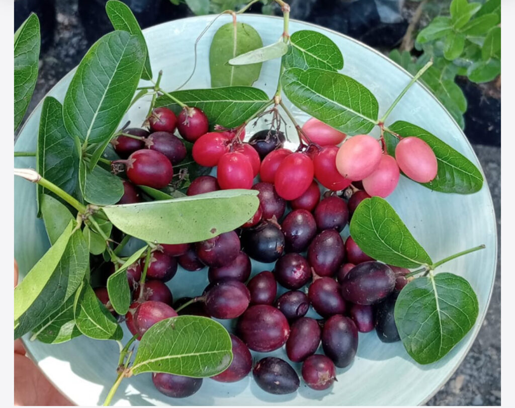 THE TRADITIONAL TASTE OF PAHADI PALATE ON THE TABLE, A DEEP DIVED RECIPE REALITY IS BROUGHT TO YOU BY CHEF ANOOP SINGH FROM THE HIMALAYAN RANGES: REFT TODAY'S EXCLUSIVE REPORT FROM INDIAN MOUNTAINS. 3 1000988860